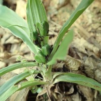 Chlorophytum heynei Baker